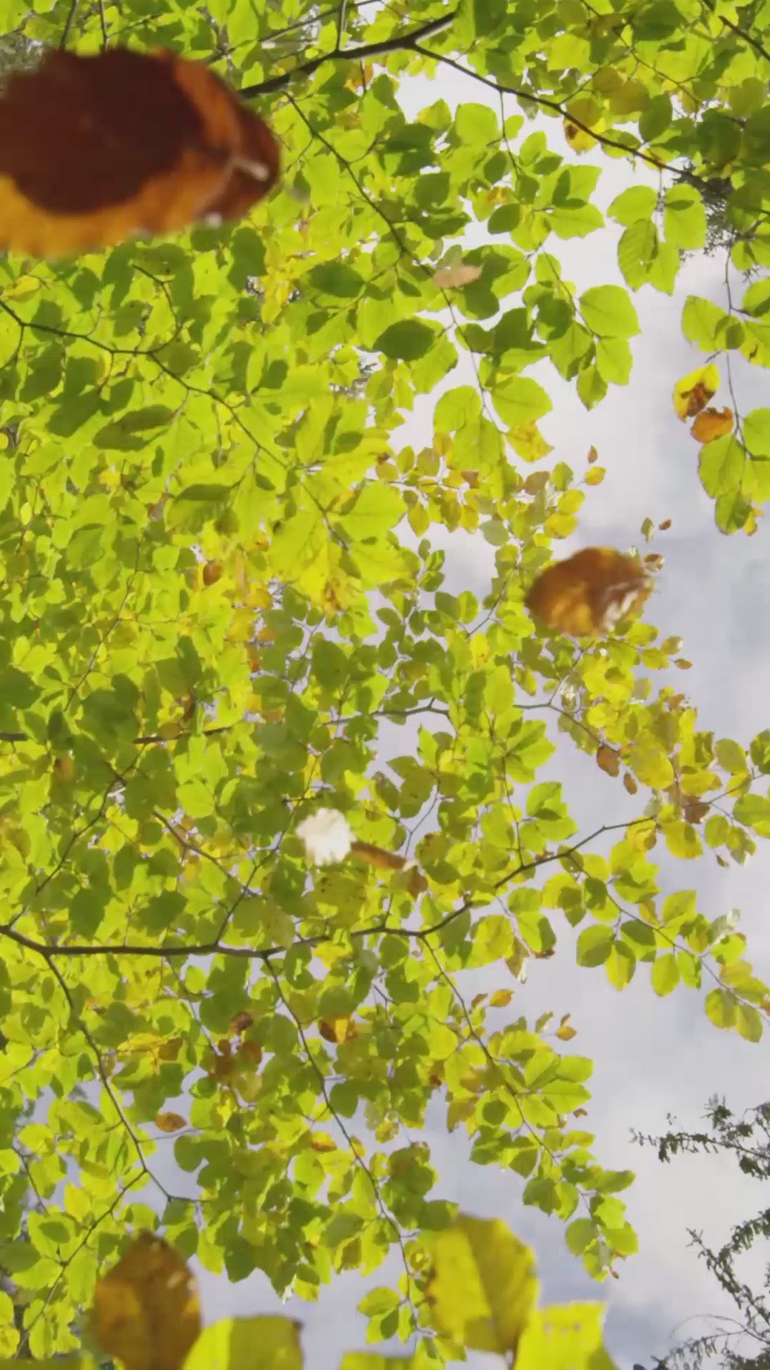 Load video: 